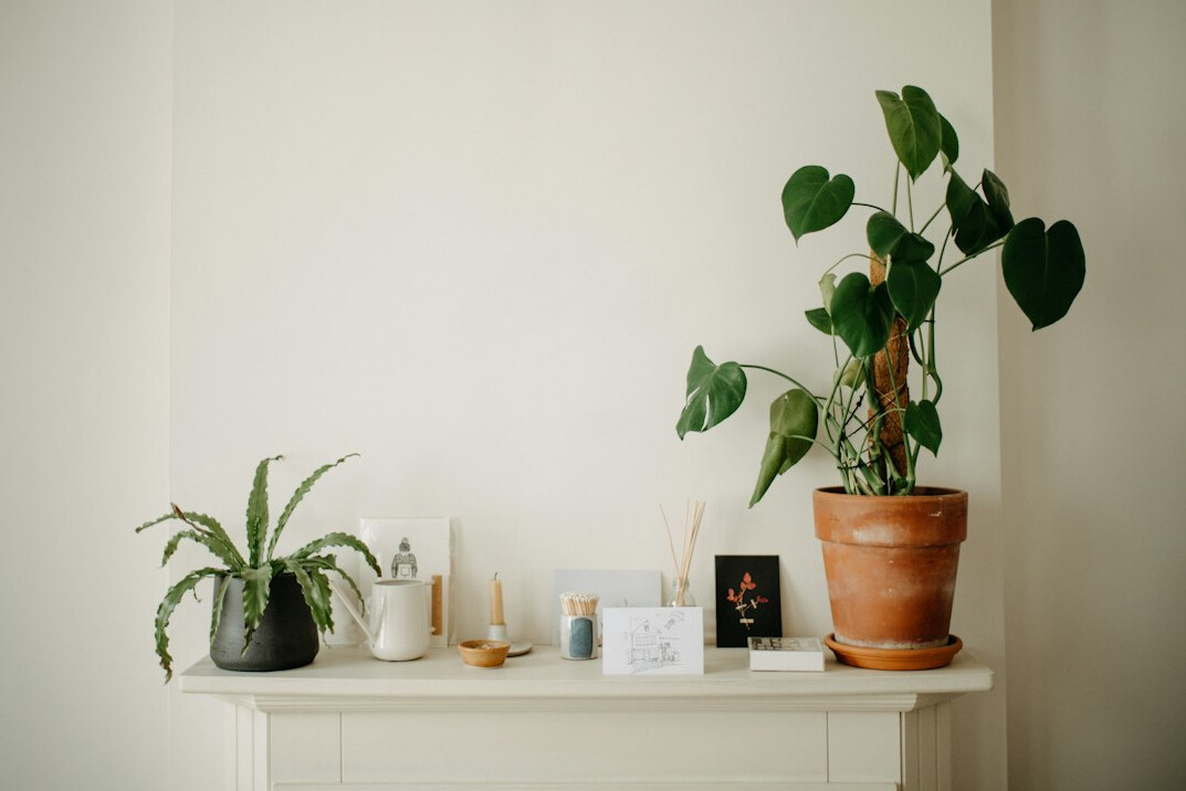 houseplants in living room